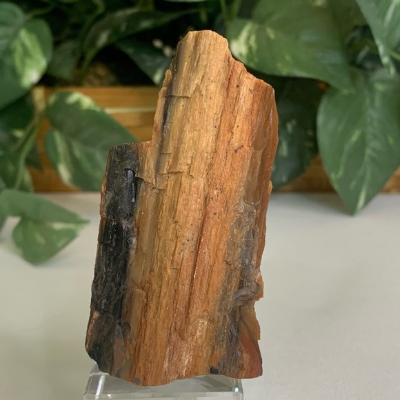 Red Petrified Wood Limb Orange Black Rough Display Specimen 3.3"x1.75" 142g 5oz - Picture 1 of 15